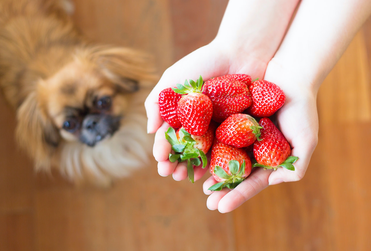 Can Dogs Eat Strawberries? How to Feed Strawberries to Dogs 2022