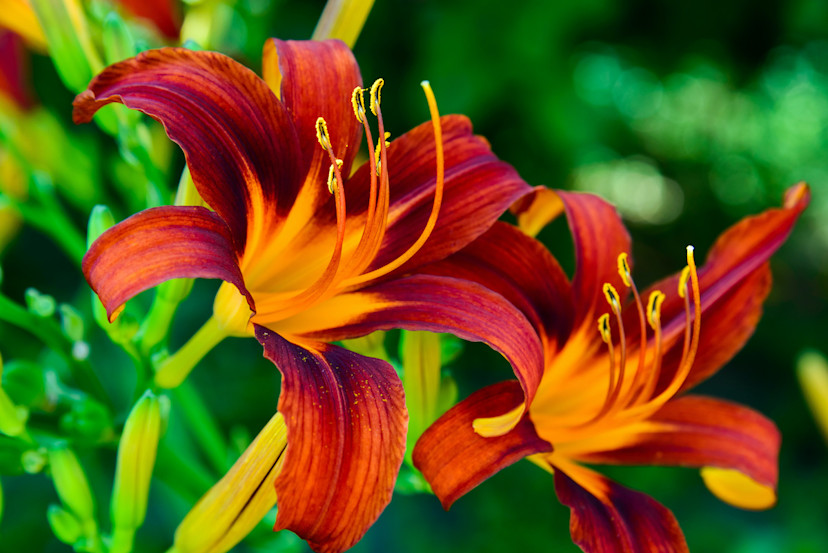 Zone 7 Plants: 20 Flowers and Plants That Can Thrive in Zone 7 - 2026 ...