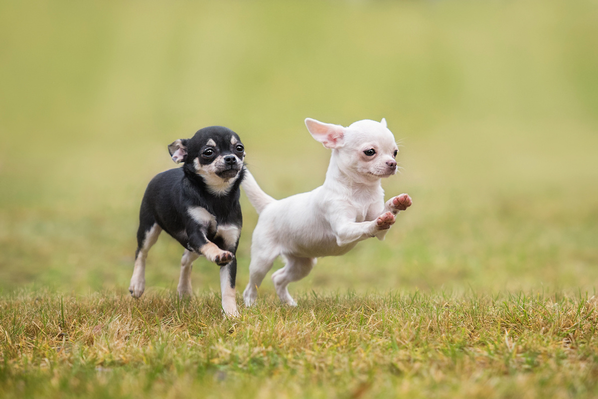 Providing Your Chihuahua With Proper Toys - Chihuahua Training Tips