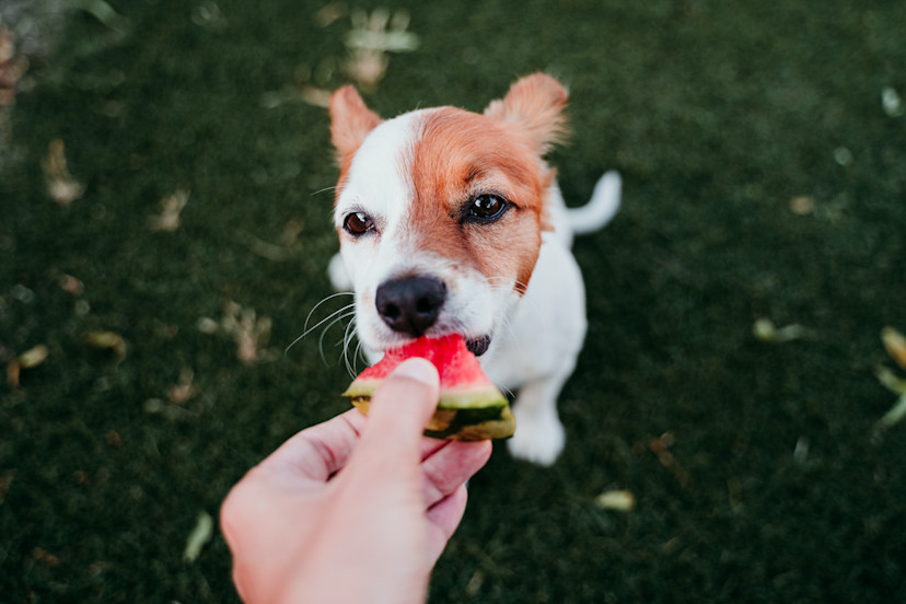 Is Watermelon Good for Dogs? How to Prep the Fruit for Dogs 2024