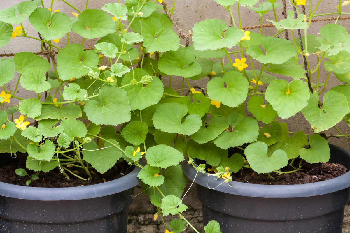 How to Grow Cucumbers in a Pot