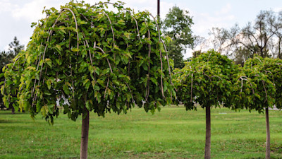 mulberry-tree