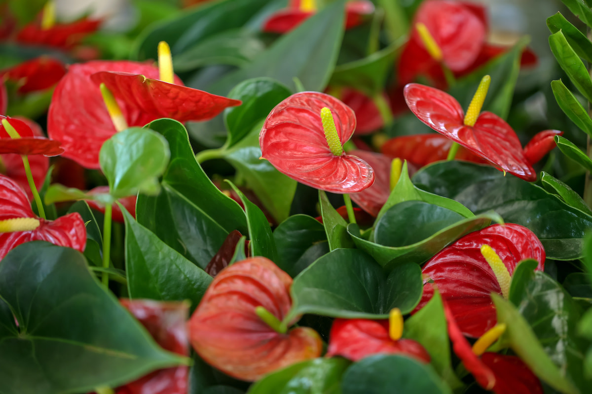 Anthurium Care Guide: How to Grow Anthuriums - 2022 - MasterClass