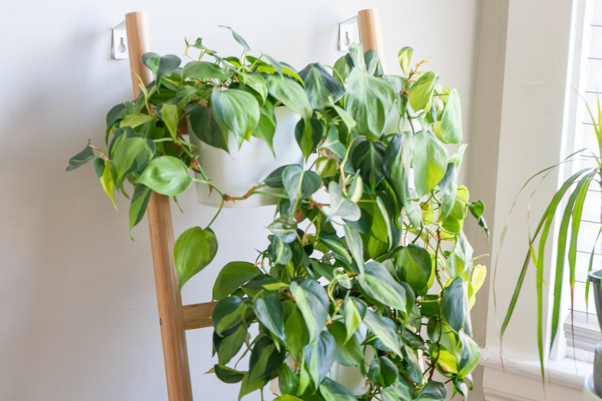 hängender philodendron Hydro hängender Philodendron – Green Me Up main image 0