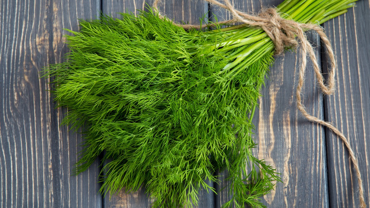 How to Store Dill 3 Ways to Store Dill Weed and Dill Seeds 2022
