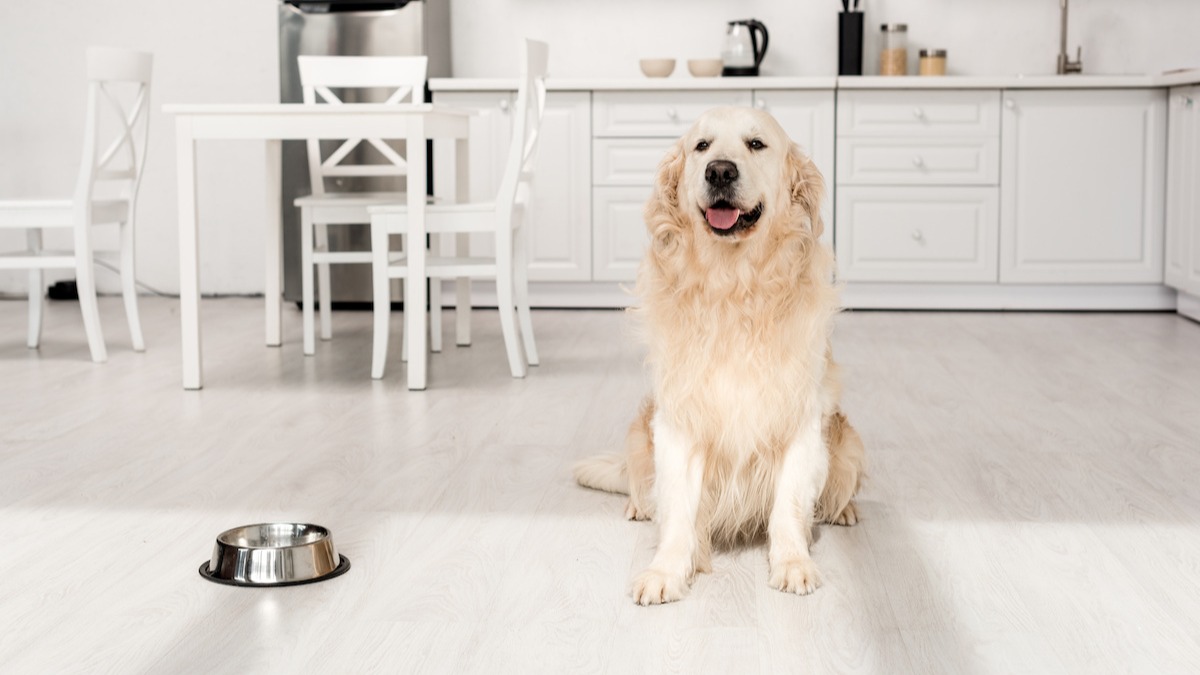 Can Dogs Eat Honeydew Melon Rind