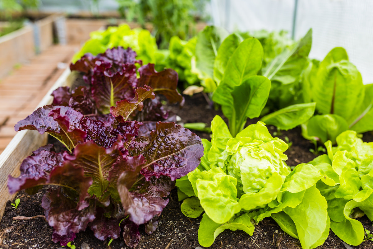 Variety of lettuce in garden