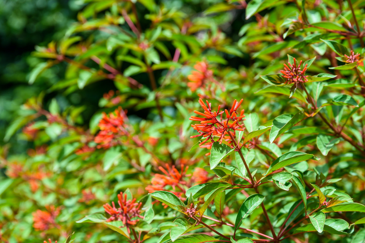 Firebush Plant Guide How to Grow and Care for a Firebush 2022