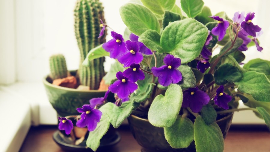 The African Violets