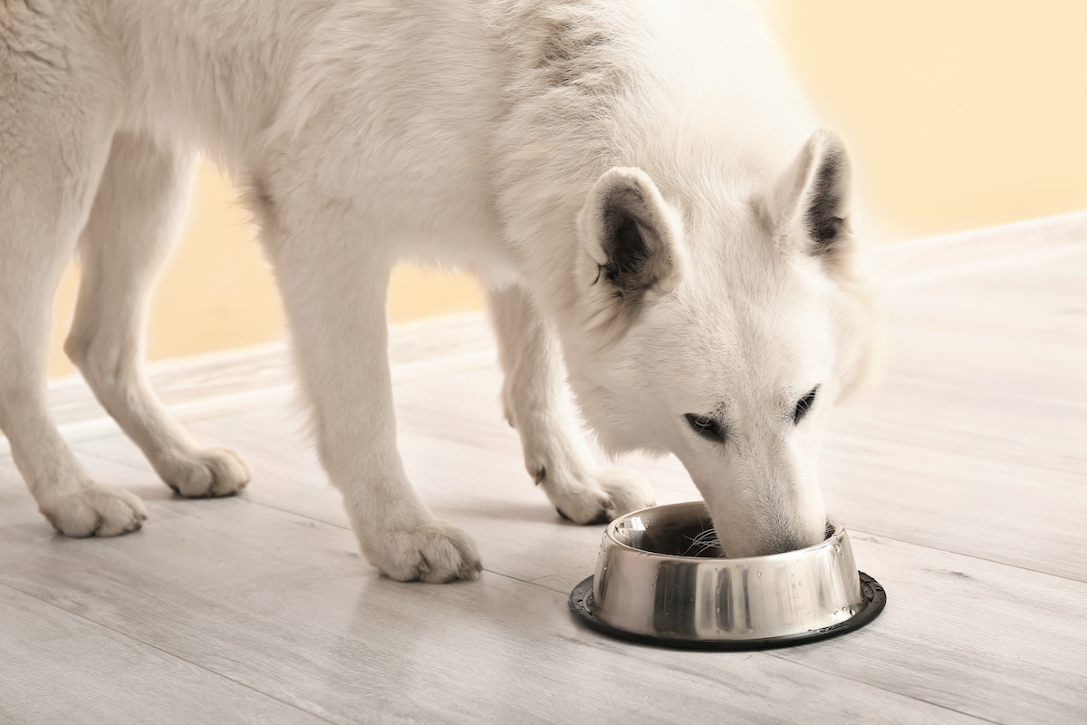 Can Dogs Eat Mayo? 4 Risk Factors to Consider - 2024 - MasterClass