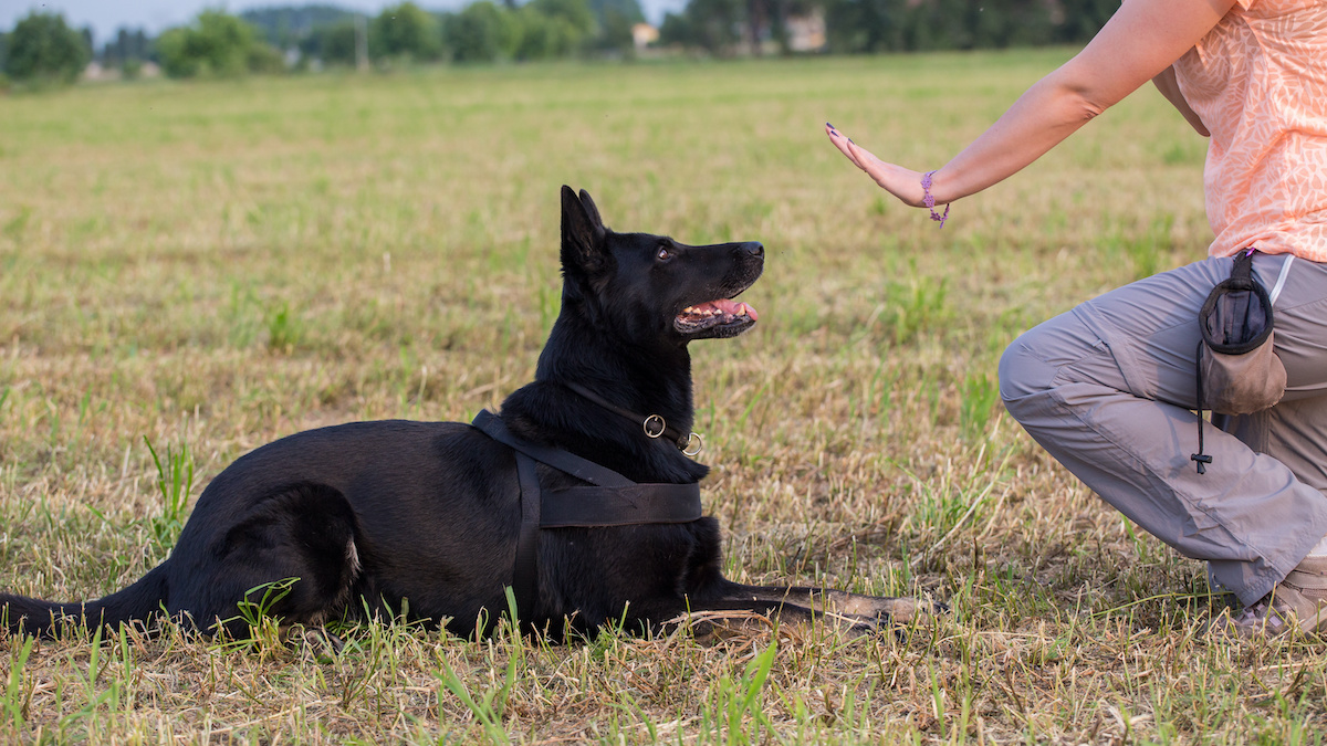 how train a deaf dog