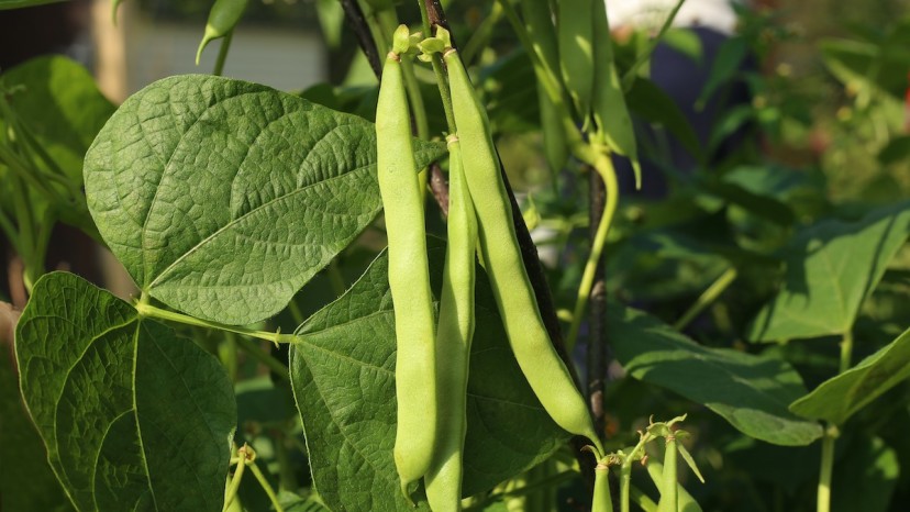 How to Plant, Grow, and Harvest Bush Beans in Your Garden - 2024 ...