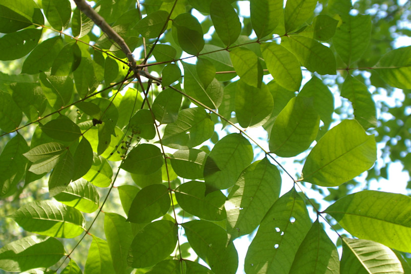 Poison Sumac Guide How to Prevent Poison Sumac Rash 2024 MasterClass