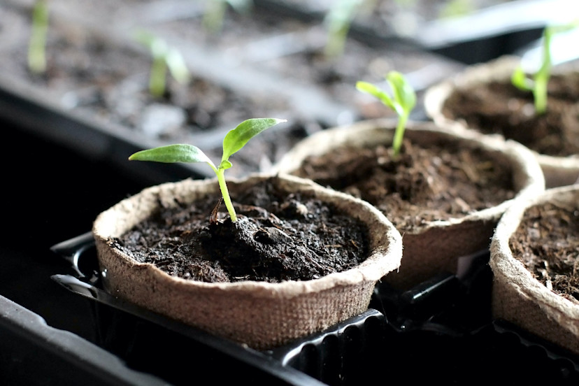 How to Germinate Seeds 6 Steps for Beginning Seeds Indoors 2024