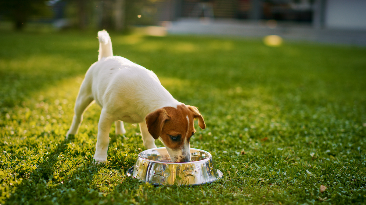 is licorice candy bad for dogs