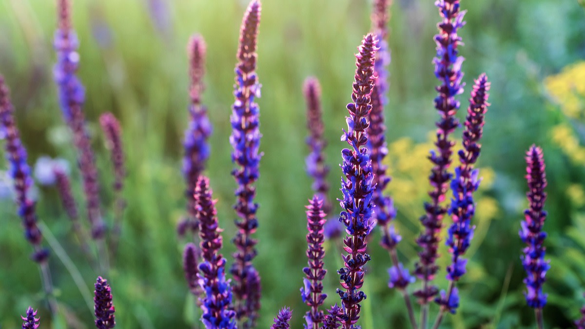 How to Grow Salvia From Seed in Your Garden 2022 MasterClass