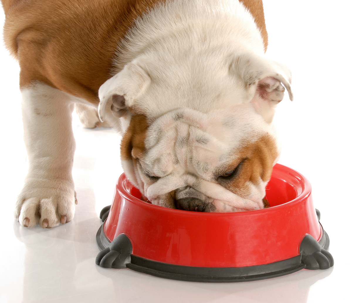 Can dogs eat outlet fries