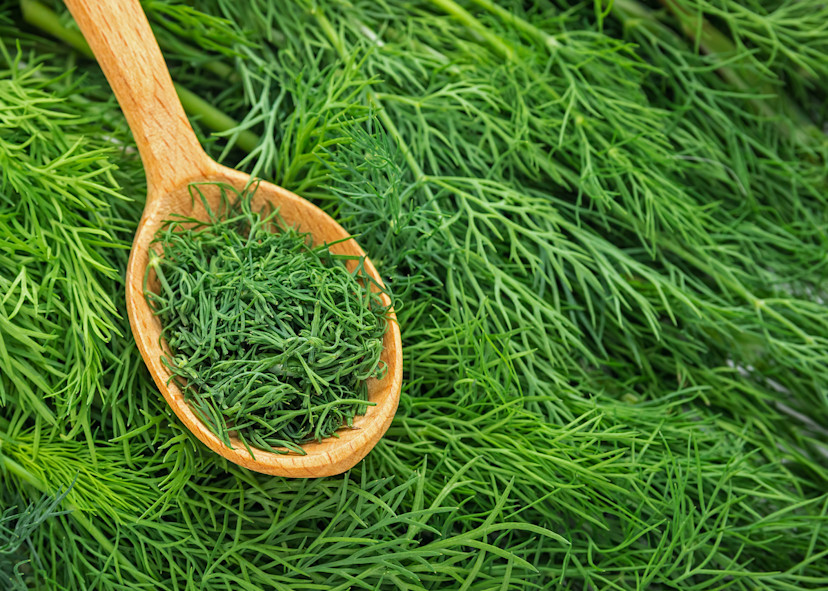 Is Dill Weed the Same as Dill? How to Substitute for Dill 2024