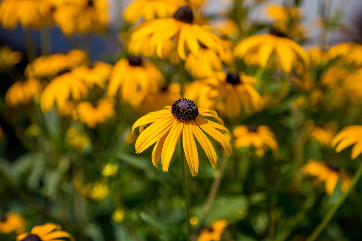 BlackEyed Susan Care Guide How to Grow BlackEyed Susans 2024