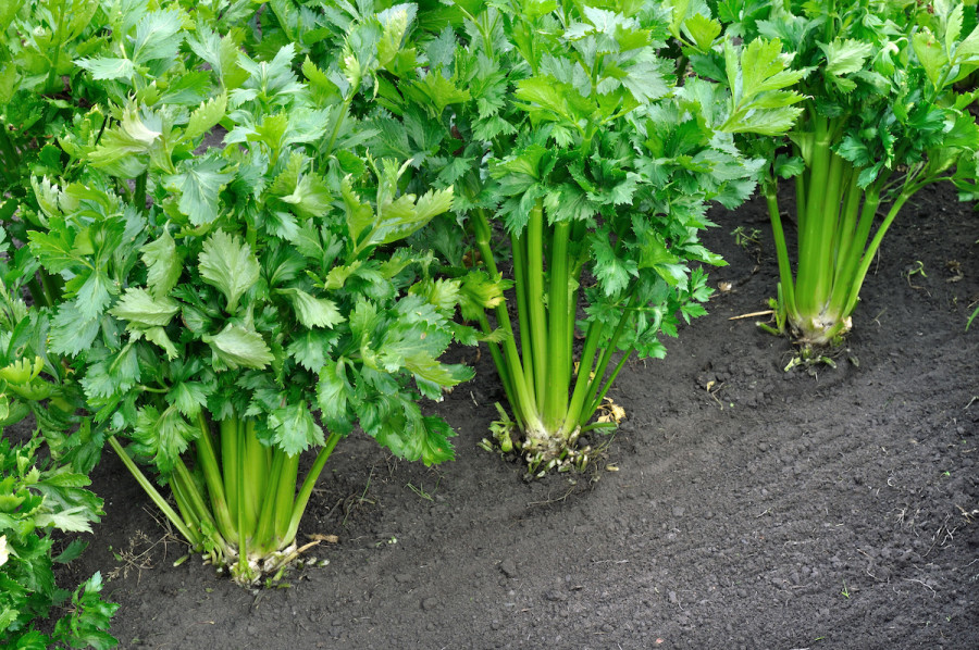 How To Grow And Harvest Celery In Your Home Garden 2021 Masterclass