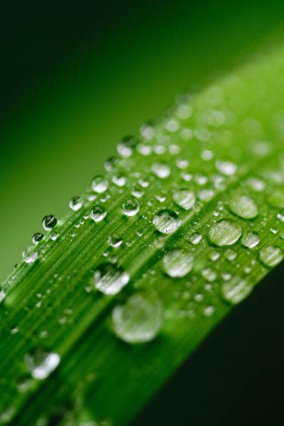 macro photography of water droplets on a leaf