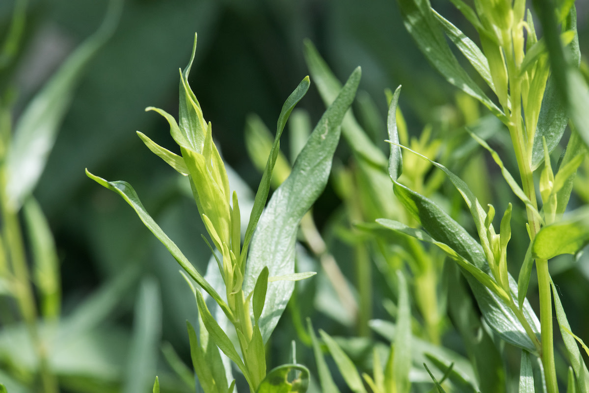 Tarragon Growing Guide How to Plant and Harvest Tarragon 2022