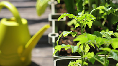 how-to-grow-a-balcony-garden
