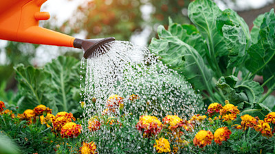 how-to-water-a-garden