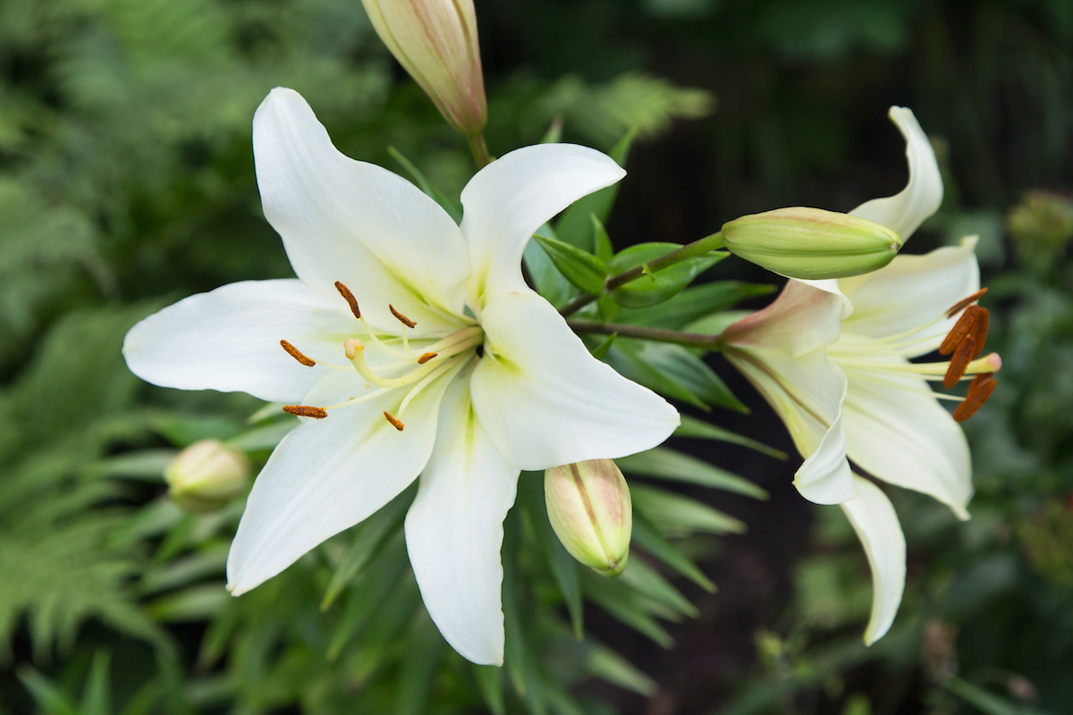 Lily Plant Guide: How to Grow and Care for Lilies - 2022 - MasterClass