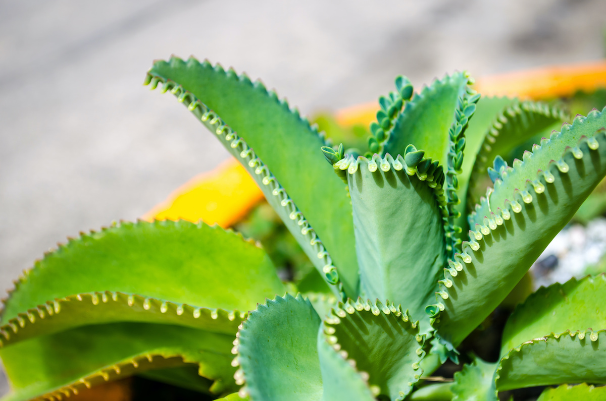 mother of thousands plant: how to propagate the succulent - 2022