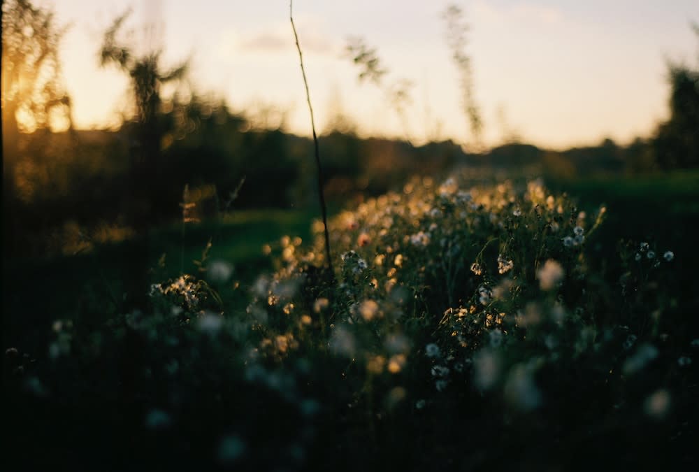 an image of daisies as an example of exposure triangle