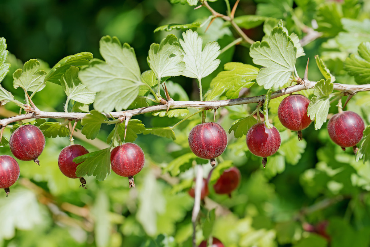 Gooseberry Plant Care Tips: How to Grow Gooseberry Plants - 2024 ...