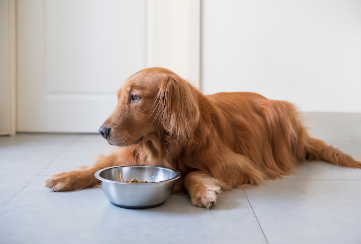 Can Dogs Eat Poppy Seeds? 2022 MasterClass