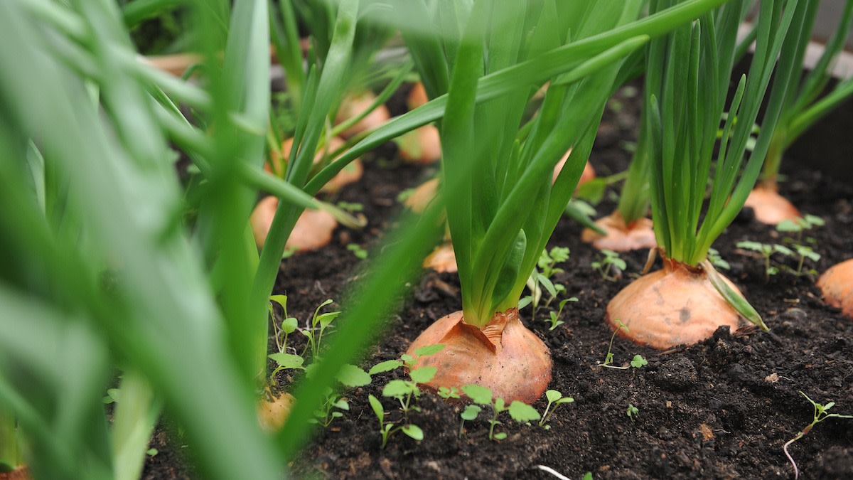 How to Grow Onions Onion Companion Planting Guide 2022 MasterClass