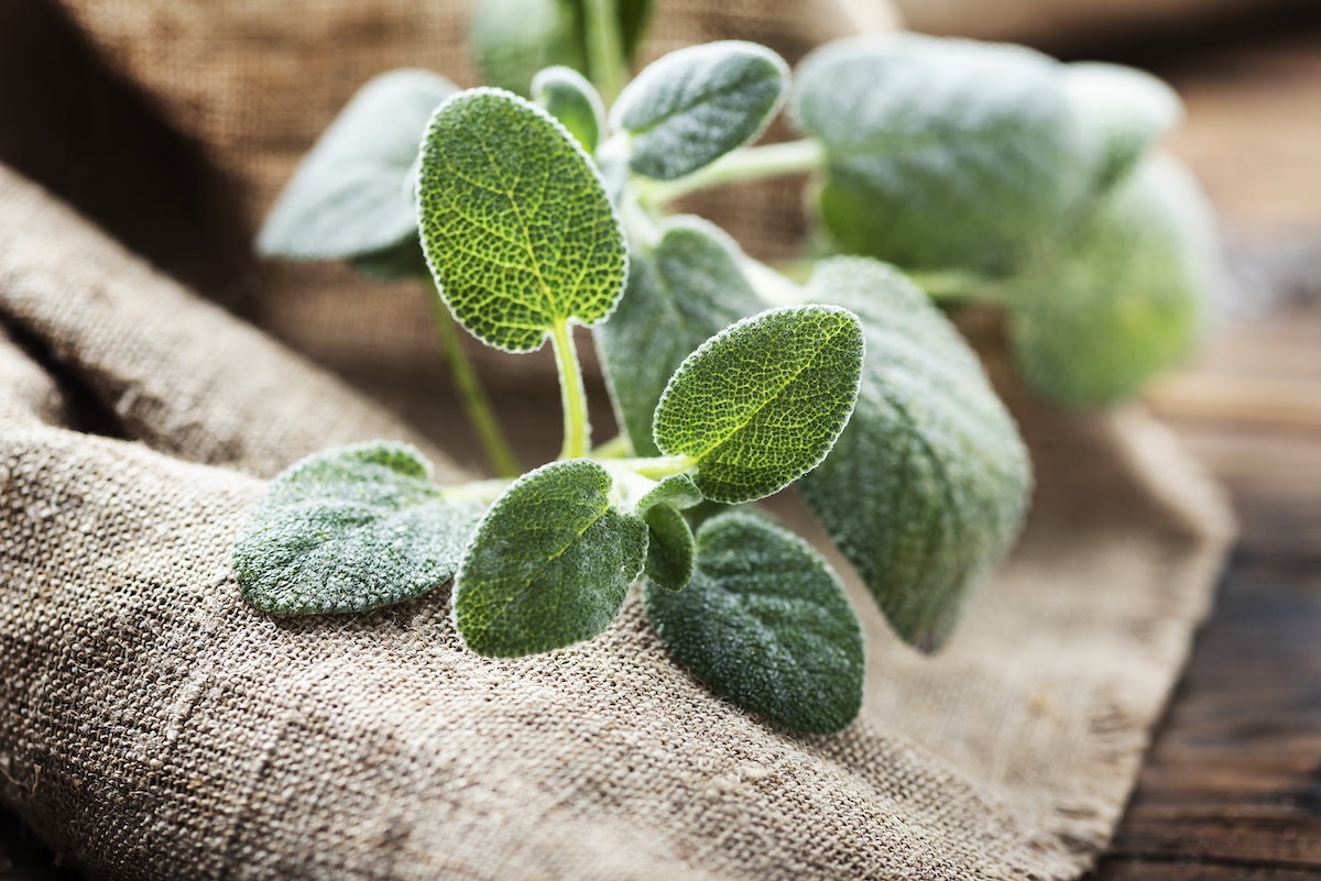 How to Harvest Sage