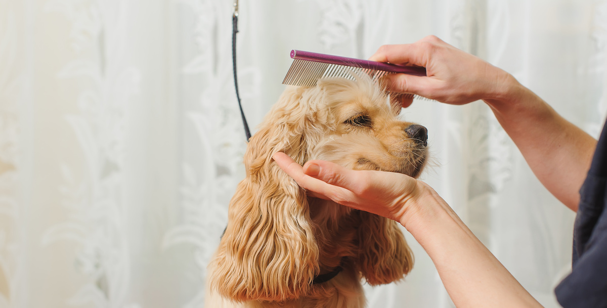 How To Become A Dog Groomer: 4 Dog Groomer Skills - 2024 - MasterClass