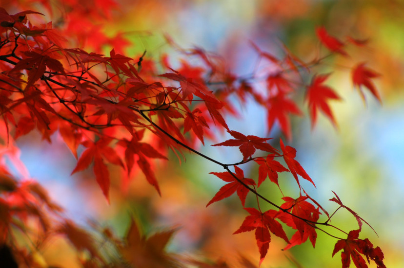 12 Japanese Maple Varieties: Where to Grow Japanese Maples - 2024 ...