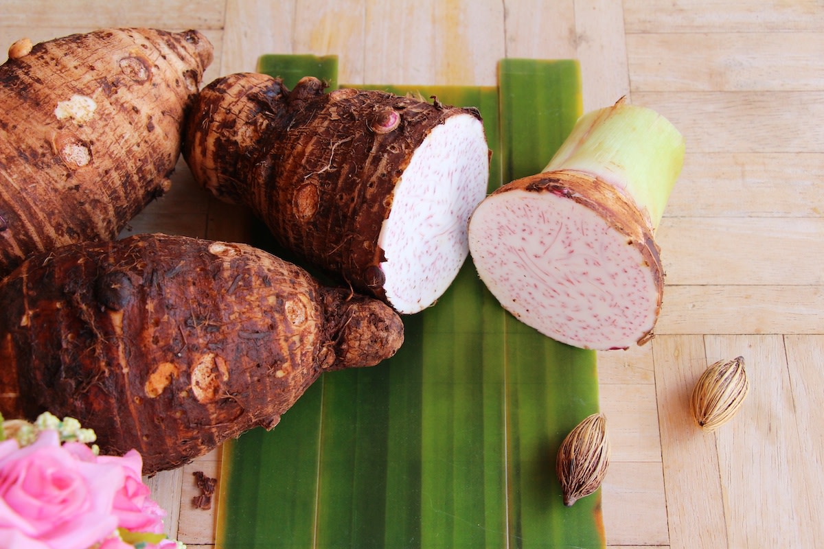 Colocasia Antiquorum