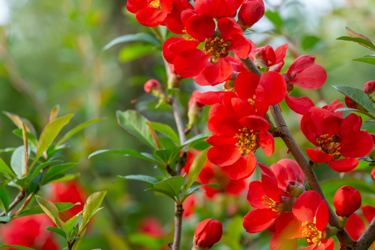 flowering quince: how to care for flowering quince - 2023