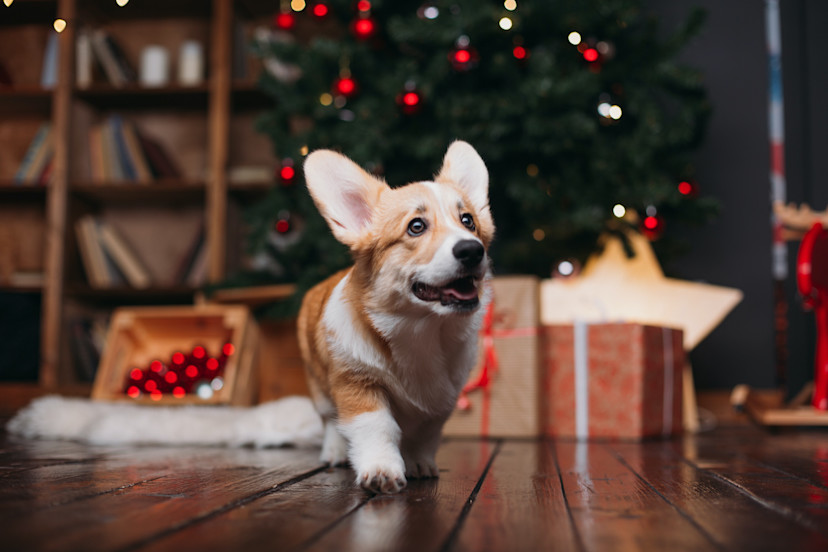 Can Dogs Have Eggnog? 6 Hazardous Ingredients in Eggnog 2024