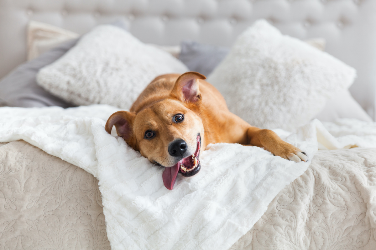 can dogs eat whole wheat pita bread