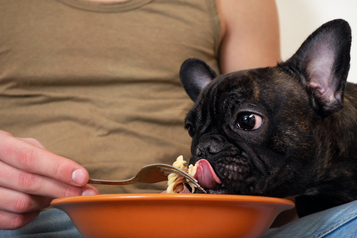 can dogs eat pasta french bulldog?