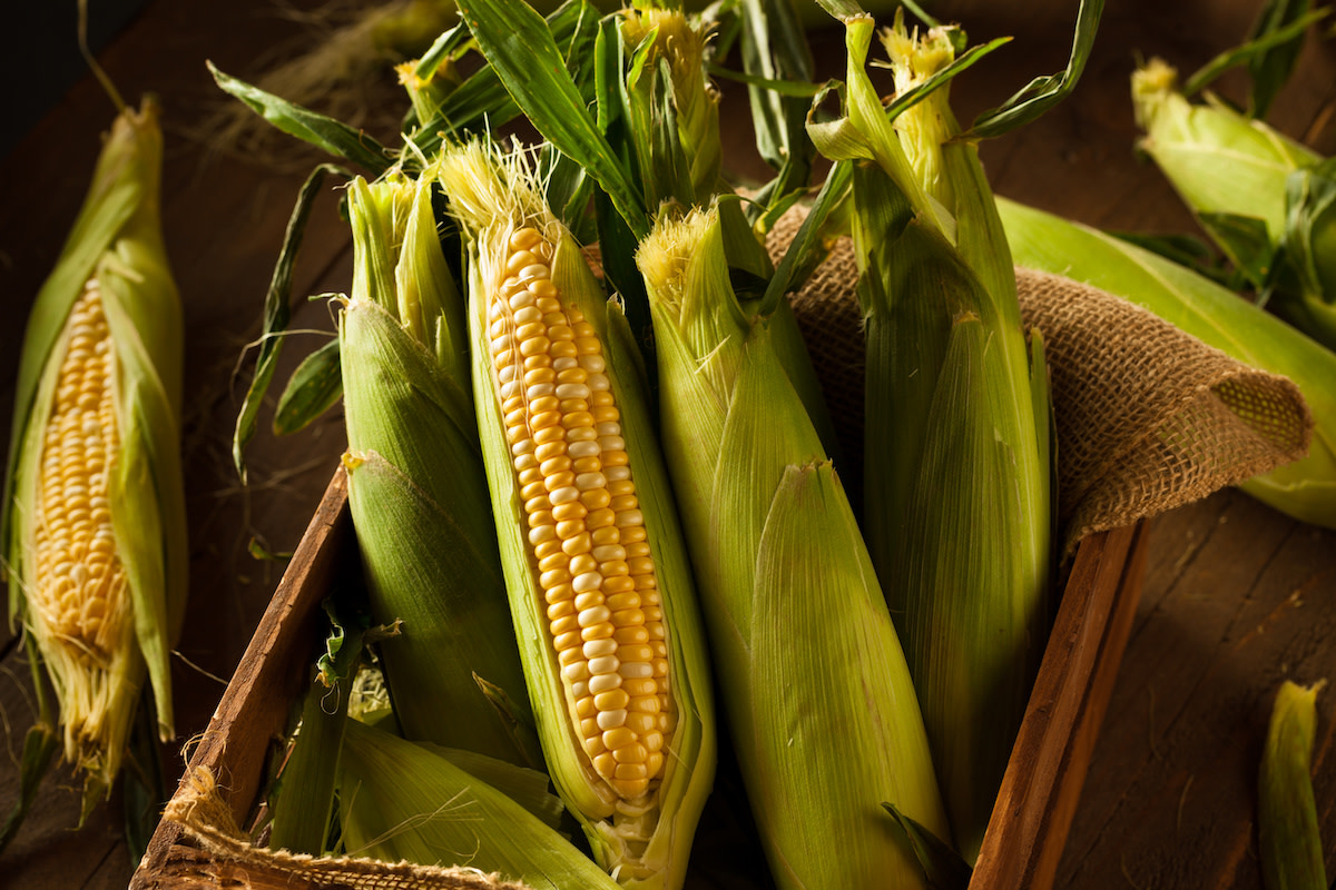 Corn Companion Planting Guide 10 Plants to Grow With Corn 2022