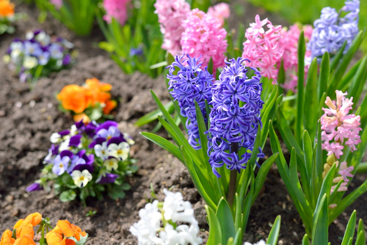 9 Fragrant Flowers to Plant in Your Garden - 2024 - MasterClass