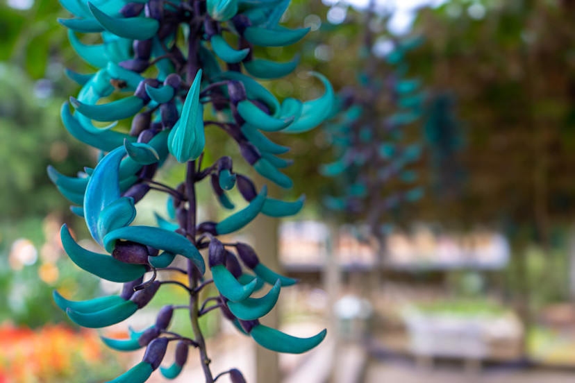 Jade Vine Plant Guide How to Propagate Jade Vine 2024 MasterClass