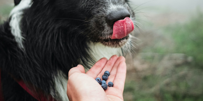 Are Blueberries Good for Dogs? Benefits of Blueberries for Dogs - 2026