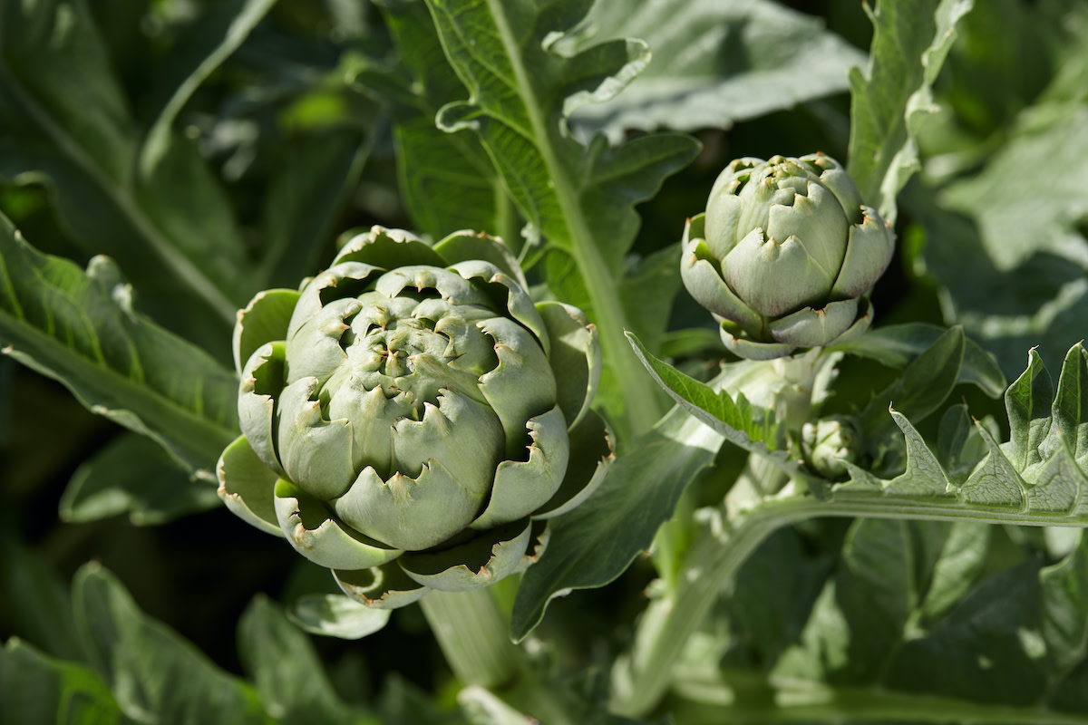 Artichoke Grow Guide How to Grow and Care for Artichokes 2022