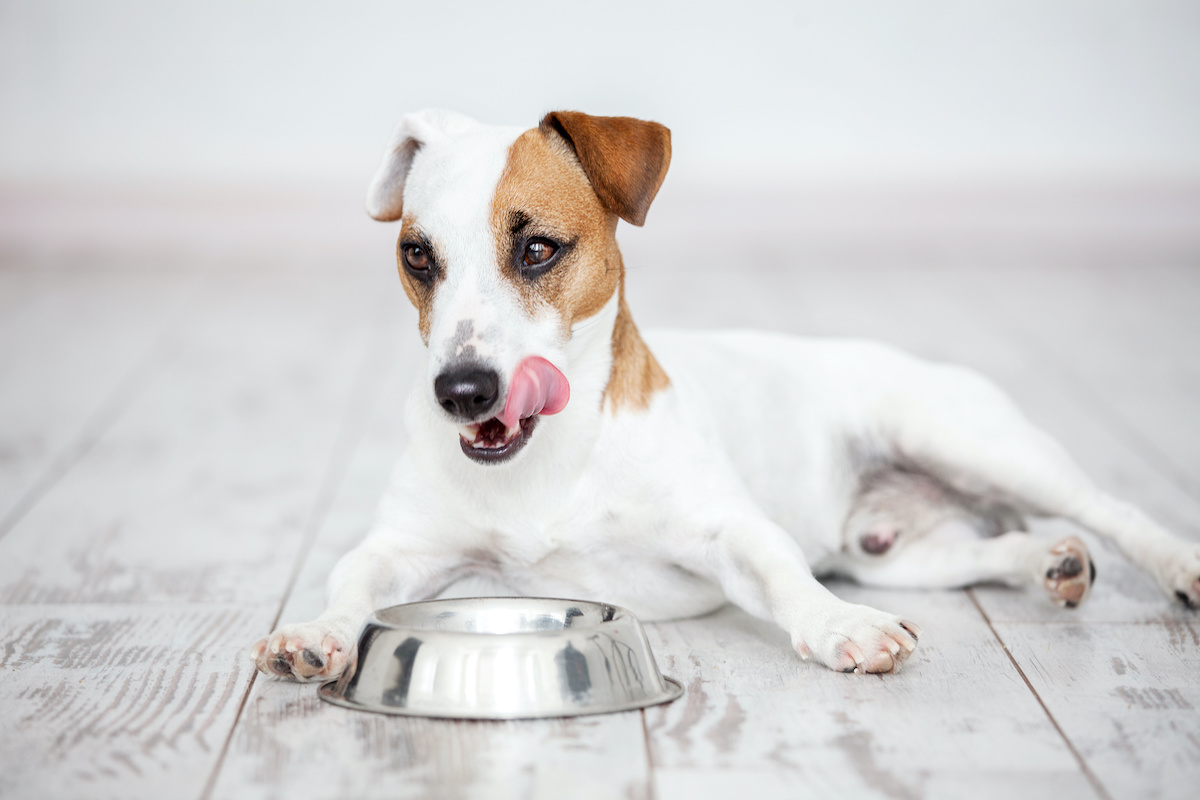 are lima beans safe for dogs to eat