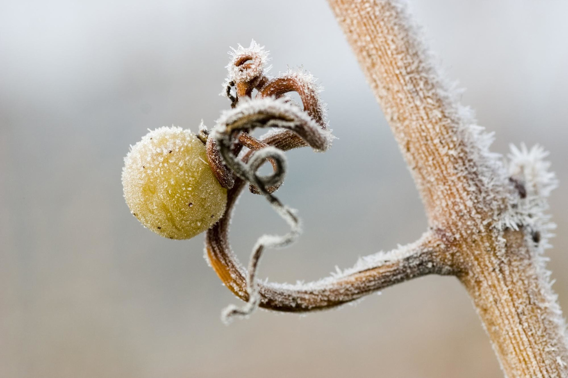 a frozen riesling wine grape