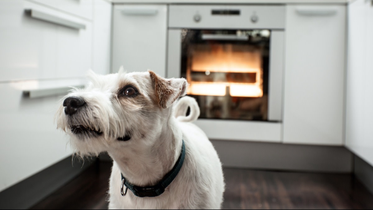 Can Dogs Eat Arugula? How to Feed Dogs Arugula 2022 MasterClass
